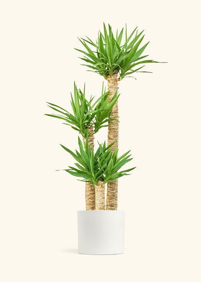 Yucca Cane in a 10 inches White Classic Cylinder Planter 
