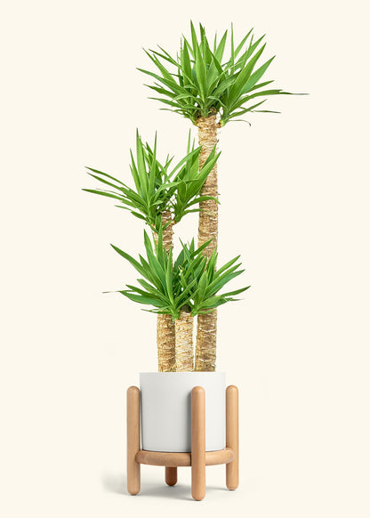 Yucca Cane in a 10 inches White Classic Cylinder Planter in a Beech Wood Stand