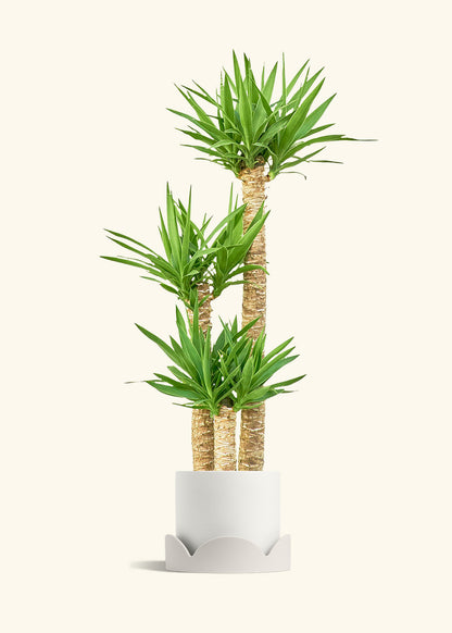 Yucca Cane in a 10 inches White Classic Cylinder Planter in a Oat Petal Drip Tray