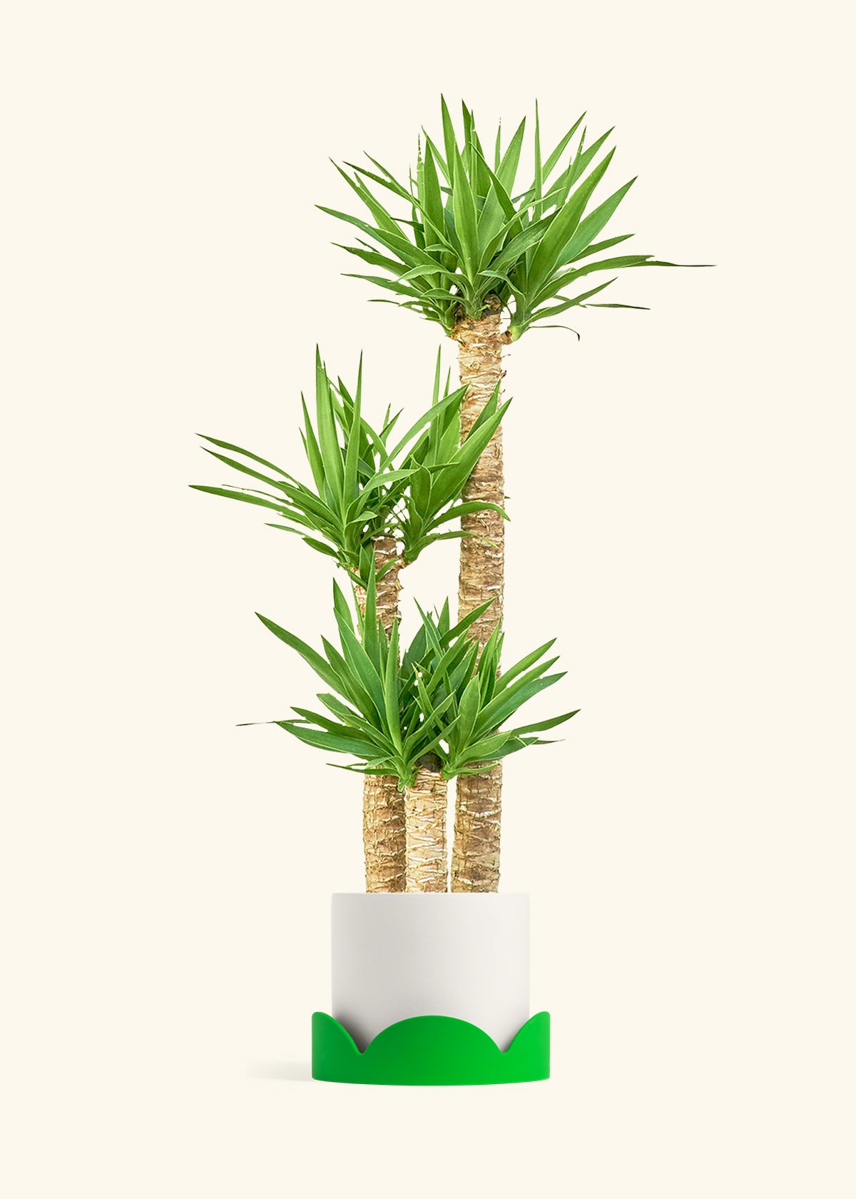 Yucca Cane in a 10 inches White Classic Cylinder Planter in a Shamrock Petal Drip Tray