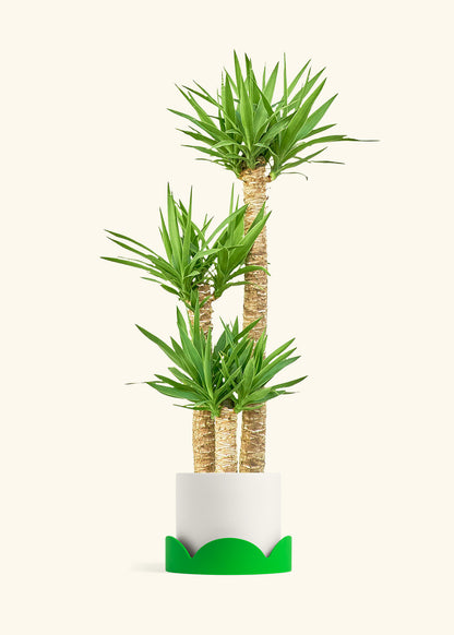 Yucca Cane in a 10 inches White Classic Cylinder Planter in a Shamrock Petal Drip Tray
