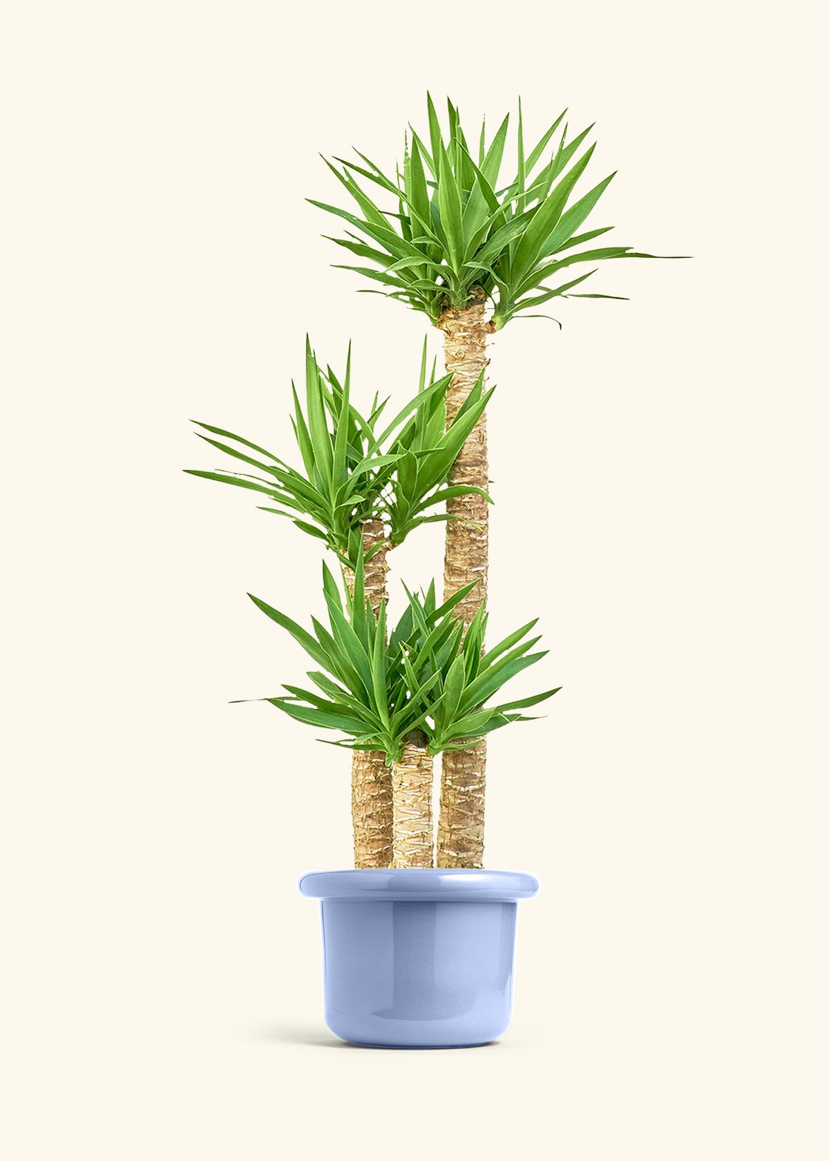 Yucca Cane in a 10 inches Fat Lip Blue Planter 