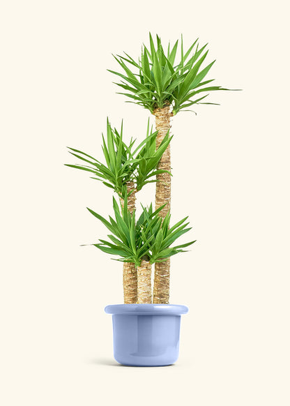 Yucca Cane in a 10 inches Fat Lip Blue Planter 