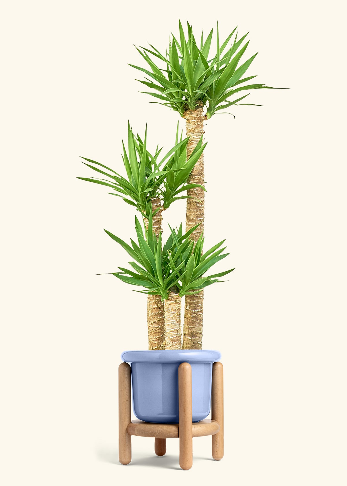 Yucca Cane in a 10 inches Fat Lip Blue Planter in a Beech Wood Stand