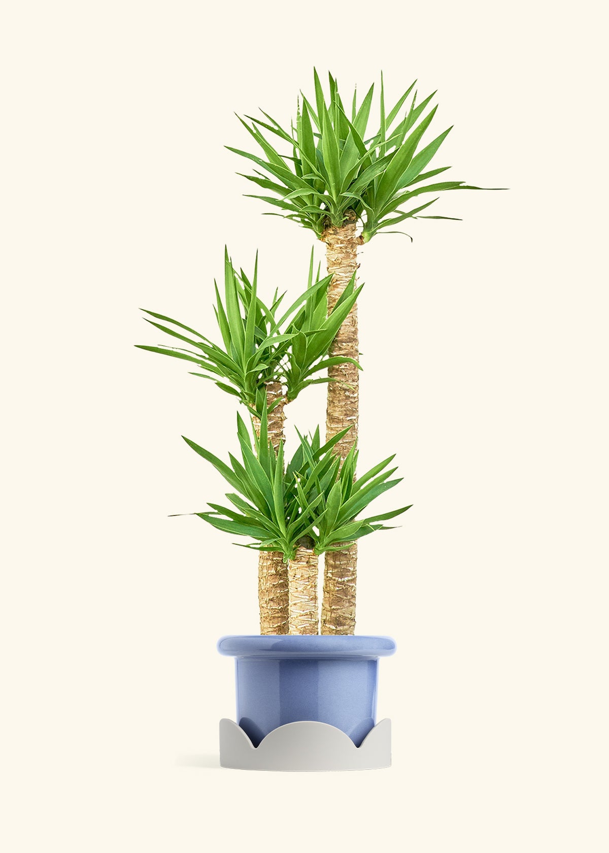 Yucca Cane in a 10 inches Fat Lip Blue Planter in a Oat Petal Drip Tray