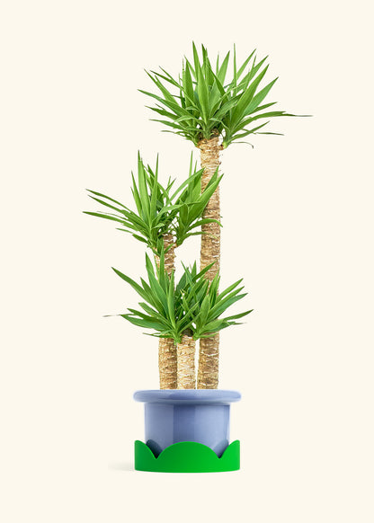 Yucca Cane in a 10 inches Fat Lip Blue Planter in a Shamrock Petal Drip Tray