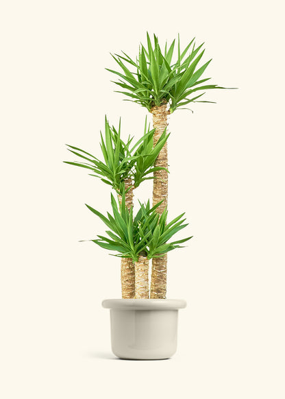 Yucca Cane in a 10 inches Fat Lip Oat Planter 