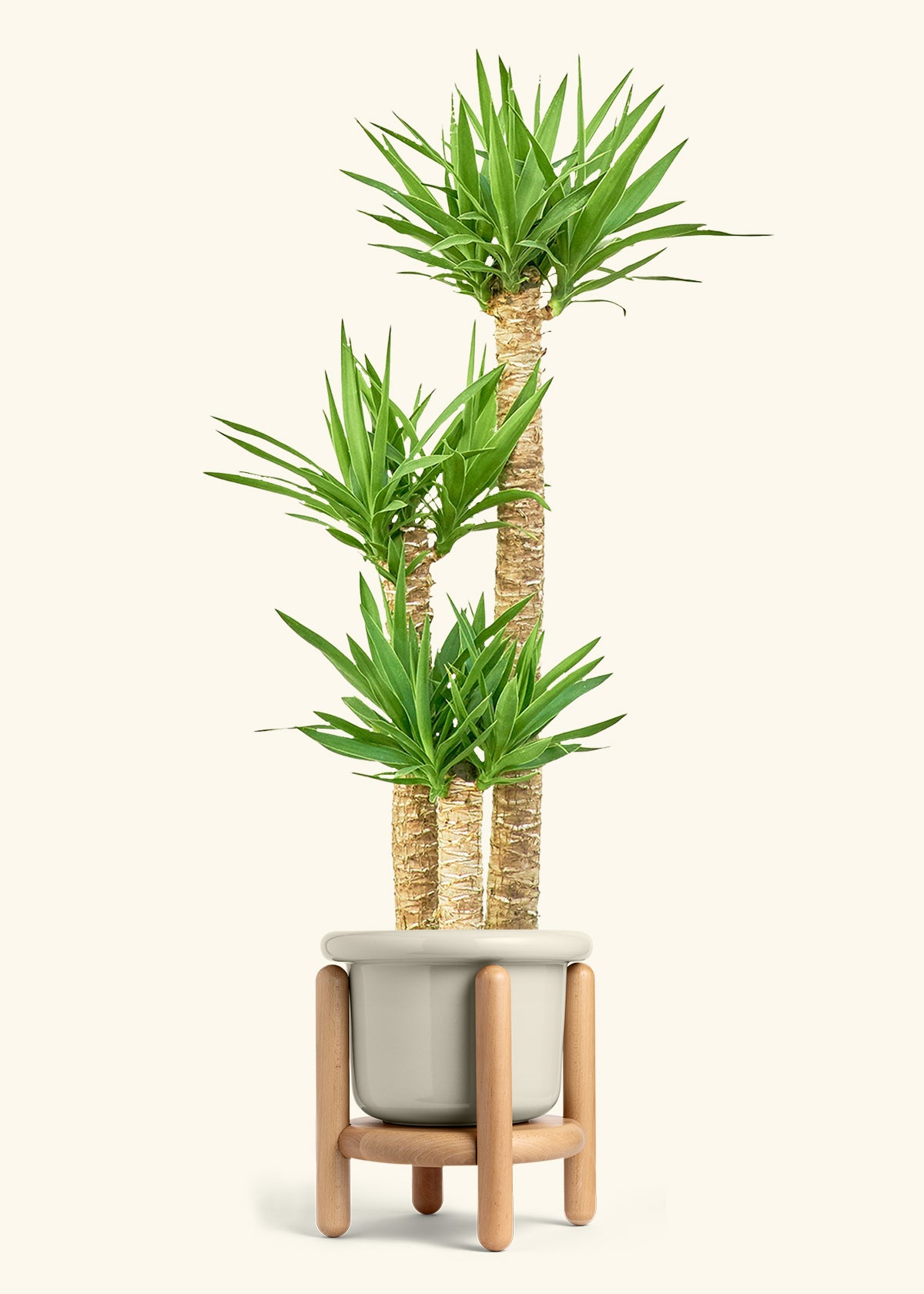 Yucca Cane in a 10 inches Fat Lip Oat Planter in a Beech Wood Stand