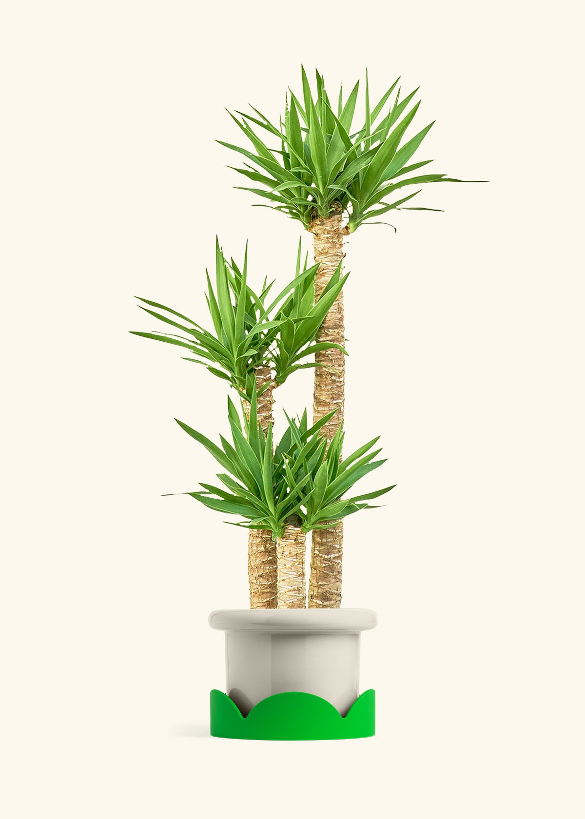 Yucca Cane in a 10 inches Fat Lip Oat Planter in a Oat Petal Drip Tray