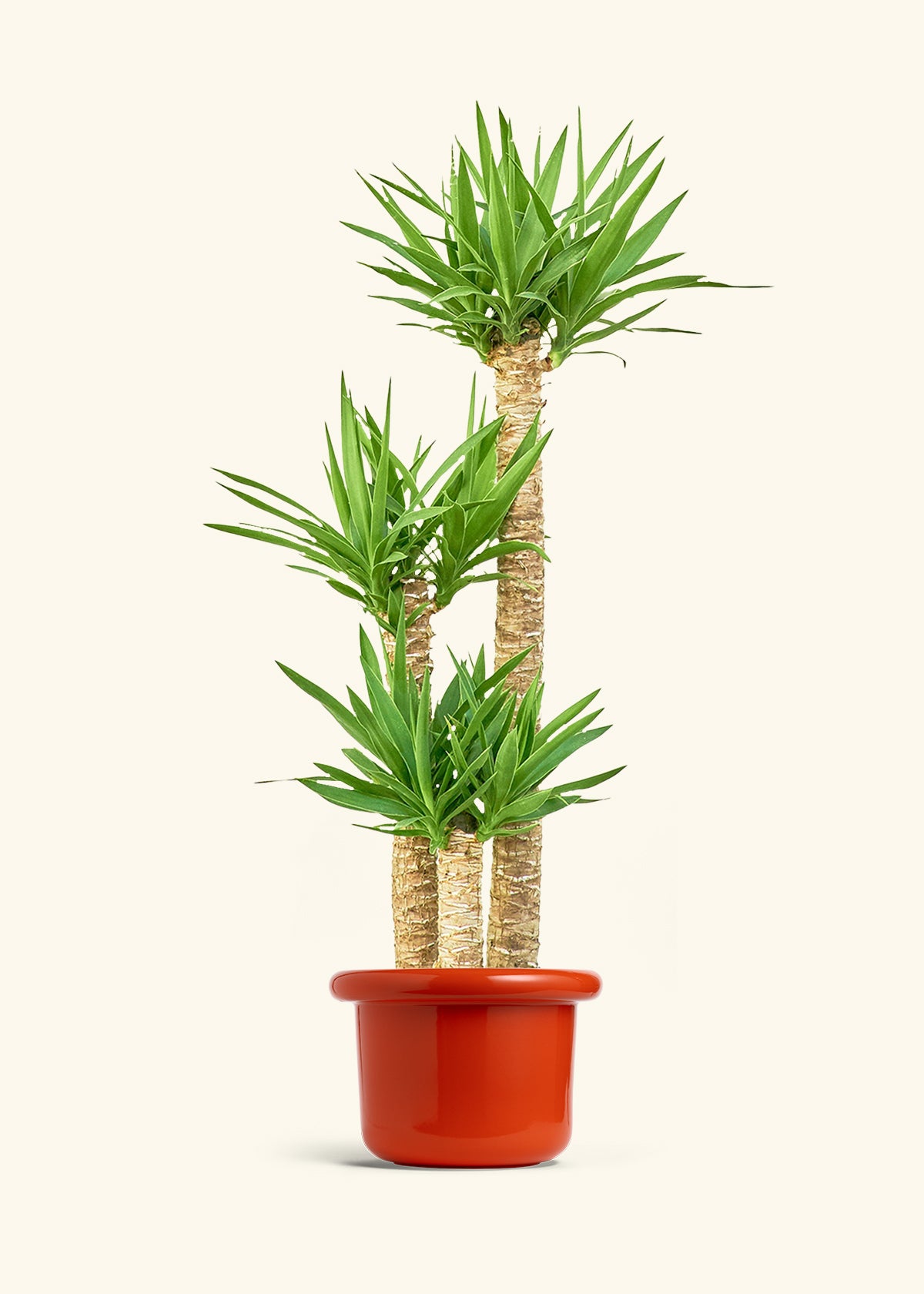 Yucca Cane in a 10 inches Fat Lip Red Planter 