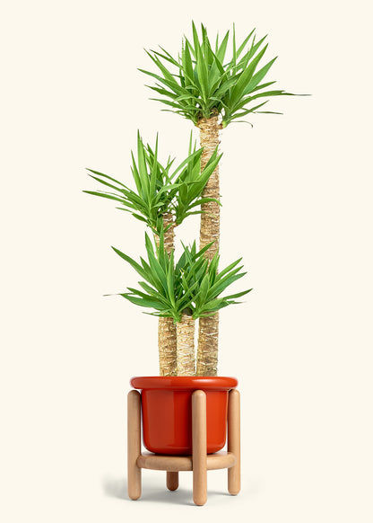Yucca Cane in a 10 inches Fat Lip Red Planter in a Beech Wood Stand