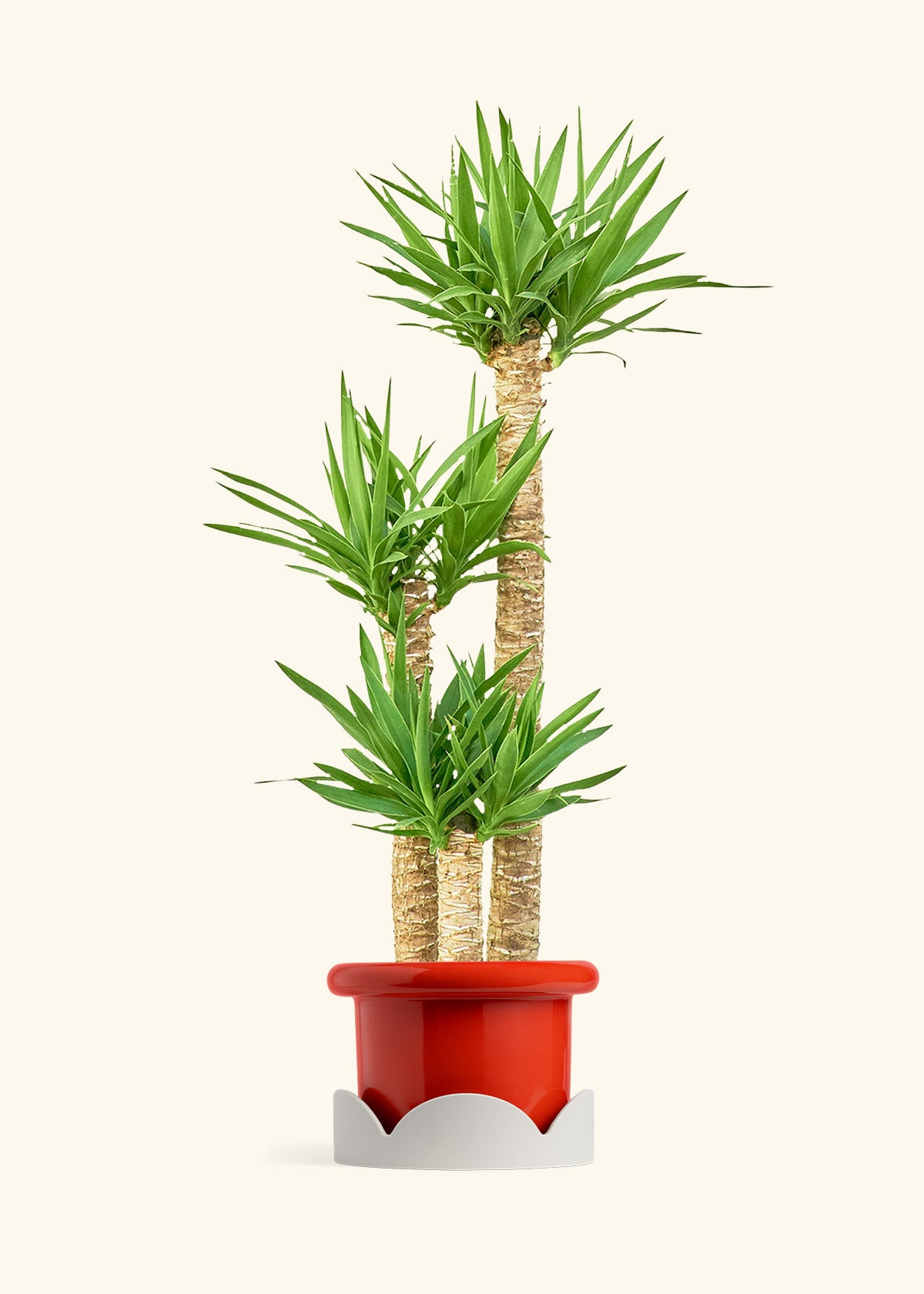Yucca Cane in a 10 inches Fat Lip Red Planter in a Oat Petal Drip Tray