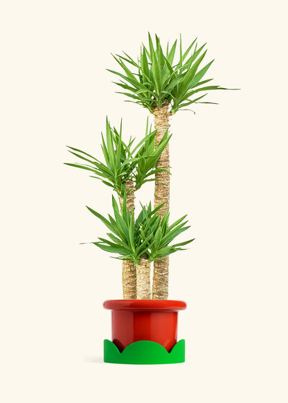Yucca Cane in a 10 inches Fat Lip Red Planter in a Shamrock Petal Drip Tray