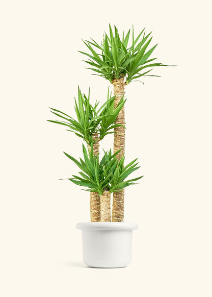 Yucca Cane in a 10 inches Fat Lip White Planter 