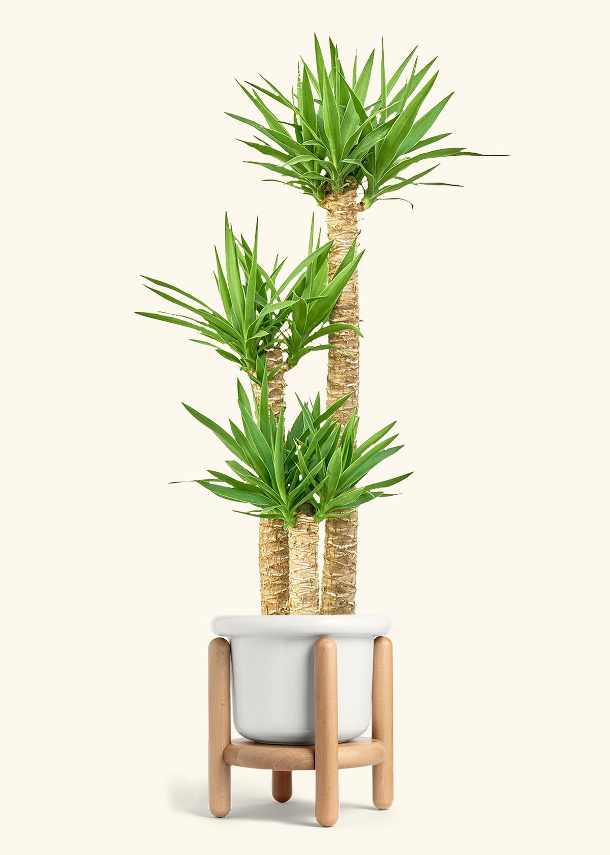 Yucca Cane in a 10 inches Fat Lip White Planter in a Beech Wood Stand