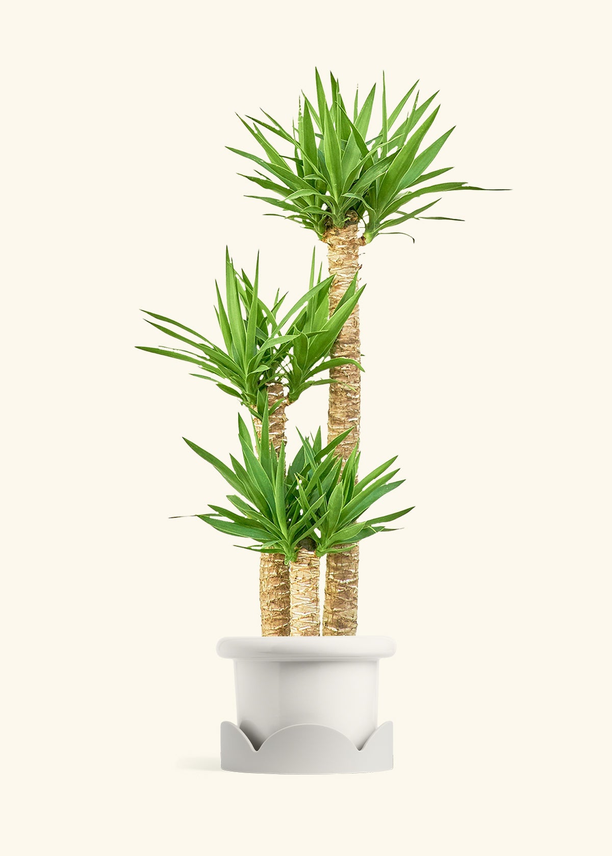 Yucca Cane in a 10 inches Fat Lip White Planter in a Oat Petal Drip Tray
