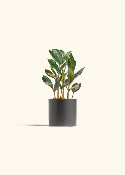 Black ZZ Plant in a 4 inches Charcoal Classic Cylinder Planter 
