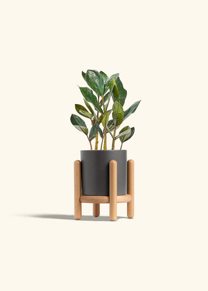 Black ZZ Plant in a 4 inches Charcoal Classic Cylinder Planter in a Beech Wood Stand