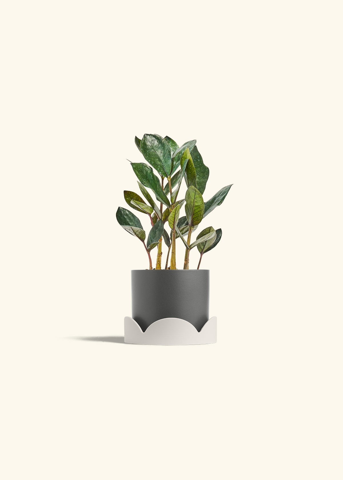 Black ZZ Plant in a 4 inches Charcoal Classic Cylinder Planter in a Oat Petal Drip Tray