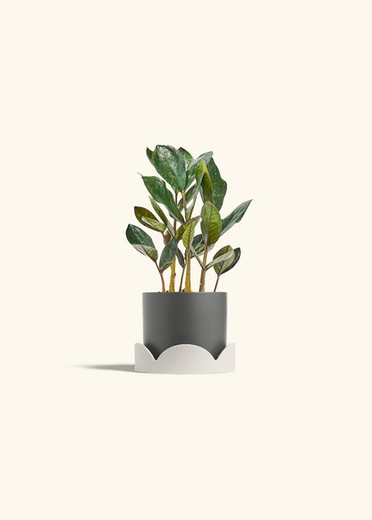 Black ZZ Plant in a 4 inches Charcoal Classic Cylinder Planter in a Oat Petal Drip Tray