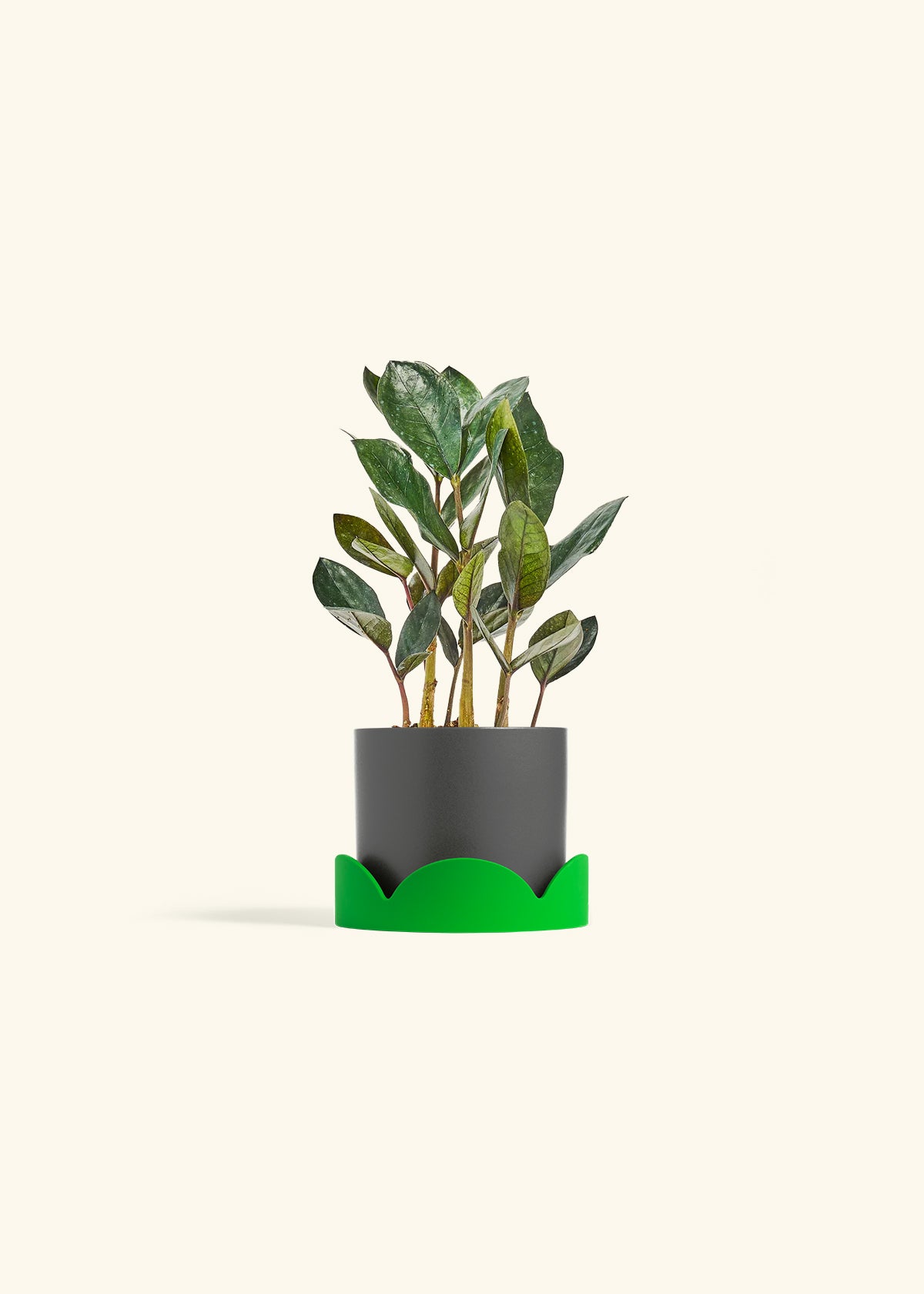 Black ZZ Plant in a 4 inches Charcoal Classic Cylinder Planter in a Shamrock Petal Drip Tray