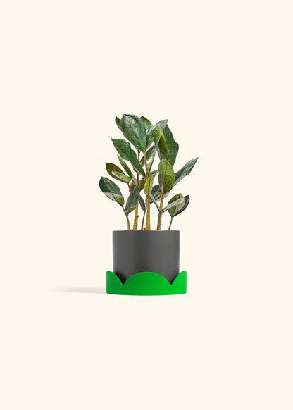 Black ZZ Plant in a 4 inches Charcoal Classic Cylinder Planter in a Shamrock Petal Drip Tray