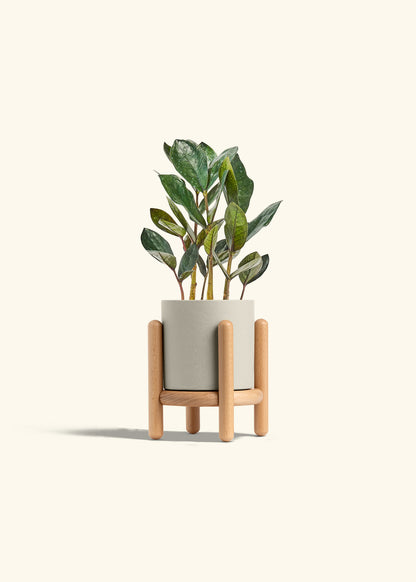 Black ZZ Plant in a 4 inches Oat Classic Cylinder Planter in a Beech Wood Stand
