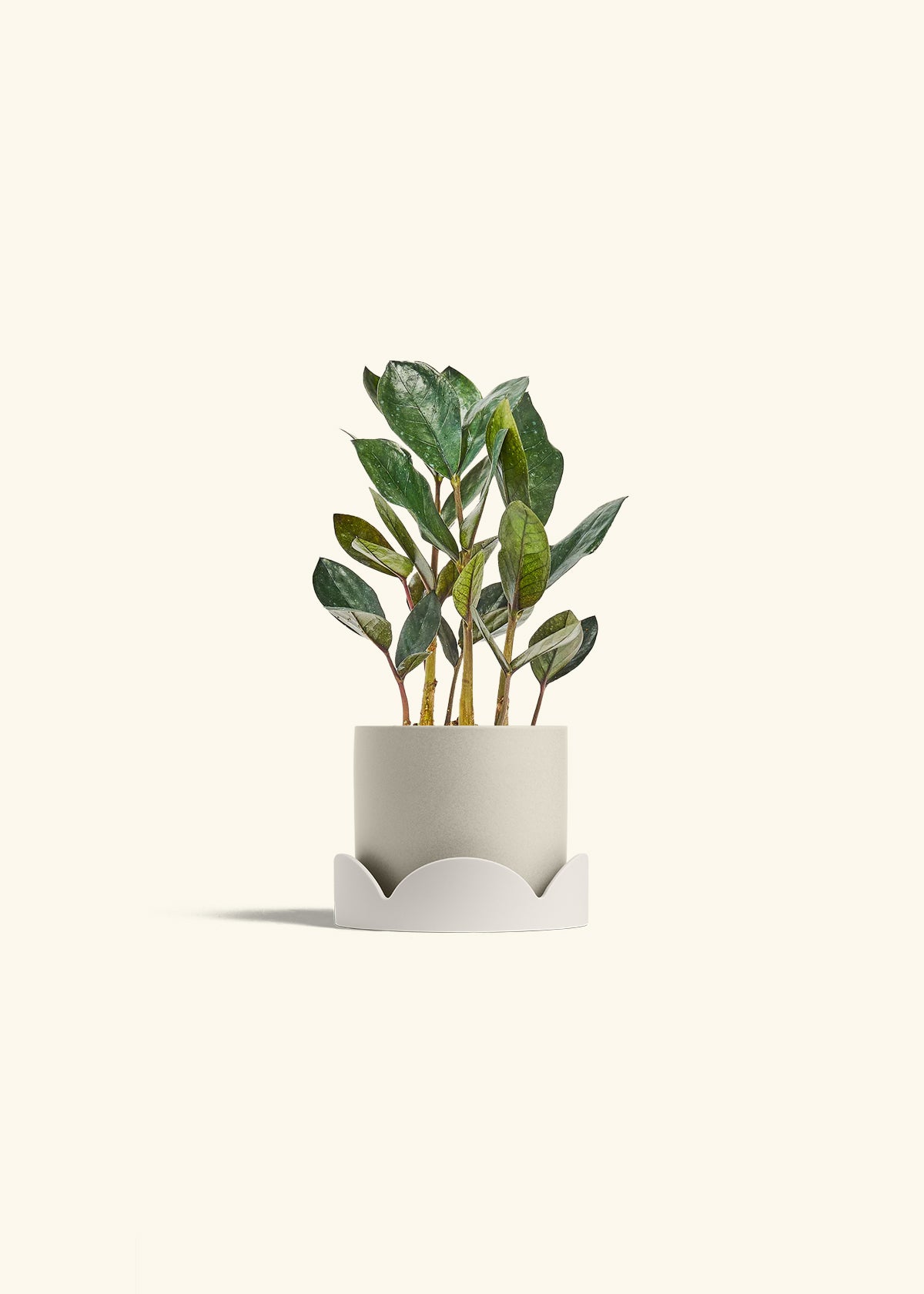 Black ZZ Plant in a 4 inches Oat Classic Cylinder Planter in a Oat Petal Drip Tray