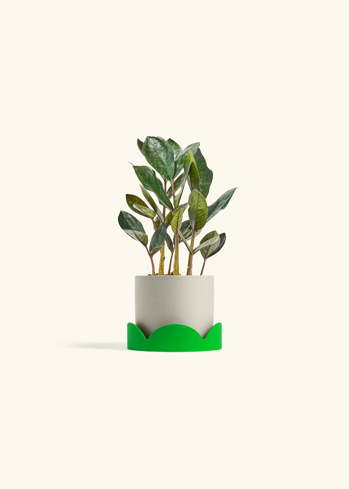 Black ZZ Plant in a 4 inches Oat Classic Cylinder Planter in a Shamrock Petal Drip Tray