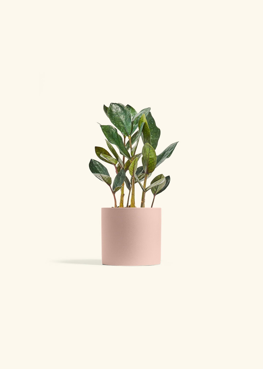 Black ZZ Plant in a 4 inches Pink Classic Cylinder Planter 