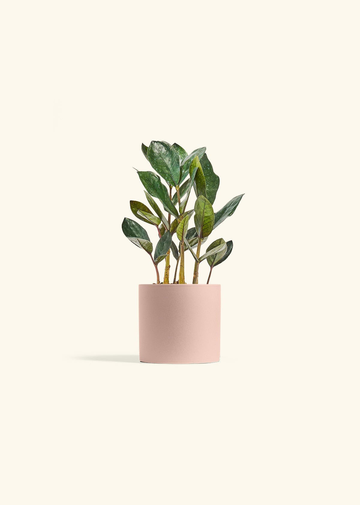 Black ZZ Plant in a 4 inches Pink Classic Cylinder Planter 