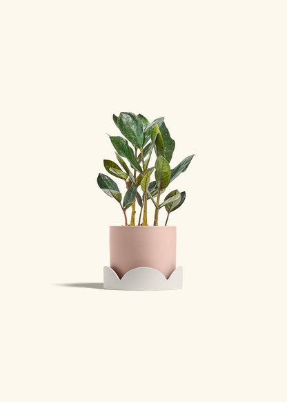 Black ZZ Plant in a 4 inches Pink Classic Cylinder Planter in a Oat Petal Drip Tray