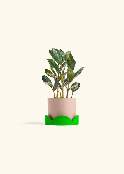 Black ZZ Plant in a 4 inches Pink Classic Cylinder Planter in a Shamrock Petal Drip Tray