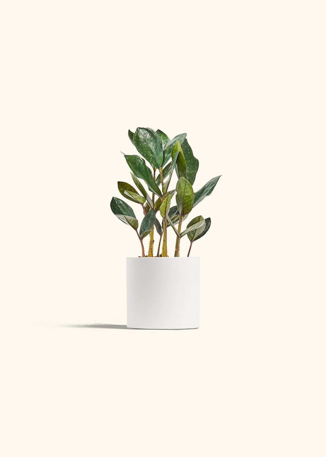 Black ZZ Plant in a 4 inches White Classic Cylinder Planter 