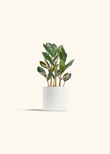 Black ZZ Plant in a 4 inches White Classic Cylinder Planter 