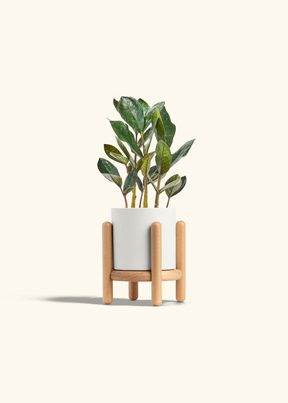 Black ZZ Plant in a 4 inches White Classic Cylinder Planter in a Beech Wood Stand
