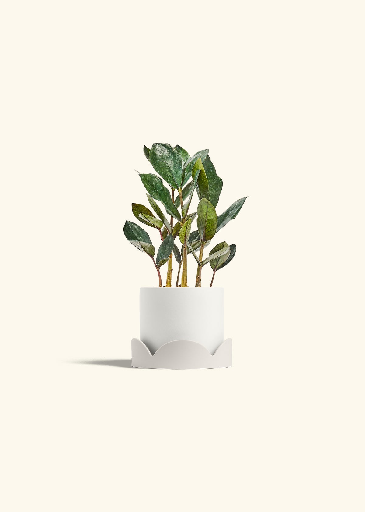 Black ZZ Plant in a 4 inches White Classic Cylinder Planter in a Oat Petal Drip Tray
