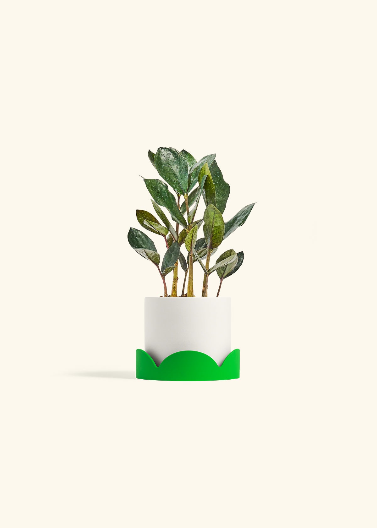 Black ZZ Plant in a 4 inches White Classic Cylinder Planter in a Shamrock Petal Drip Tray