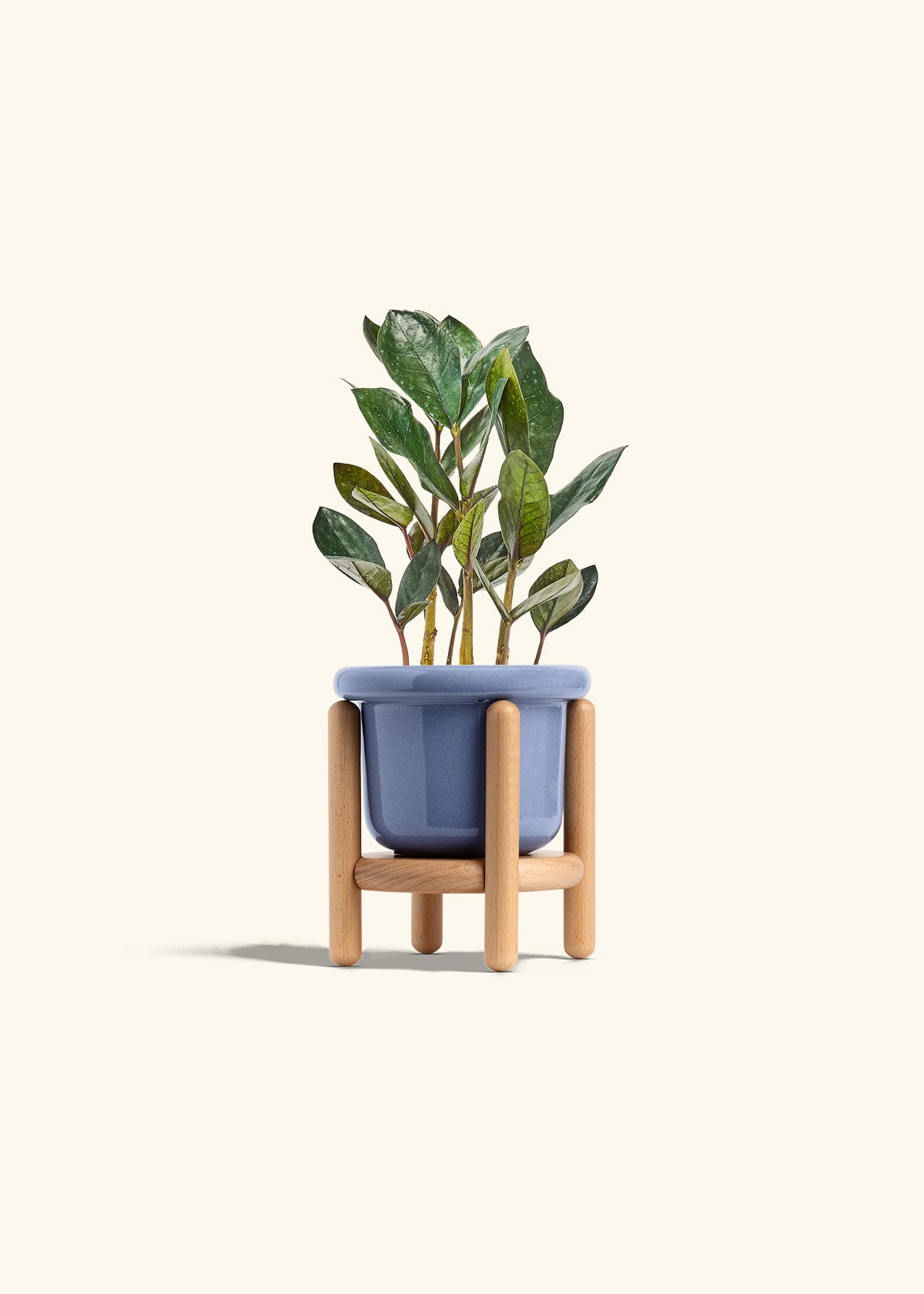 Black ZZ Plant in a 4 inches Fat Lip Blue Planter in a Beech Wood Stand