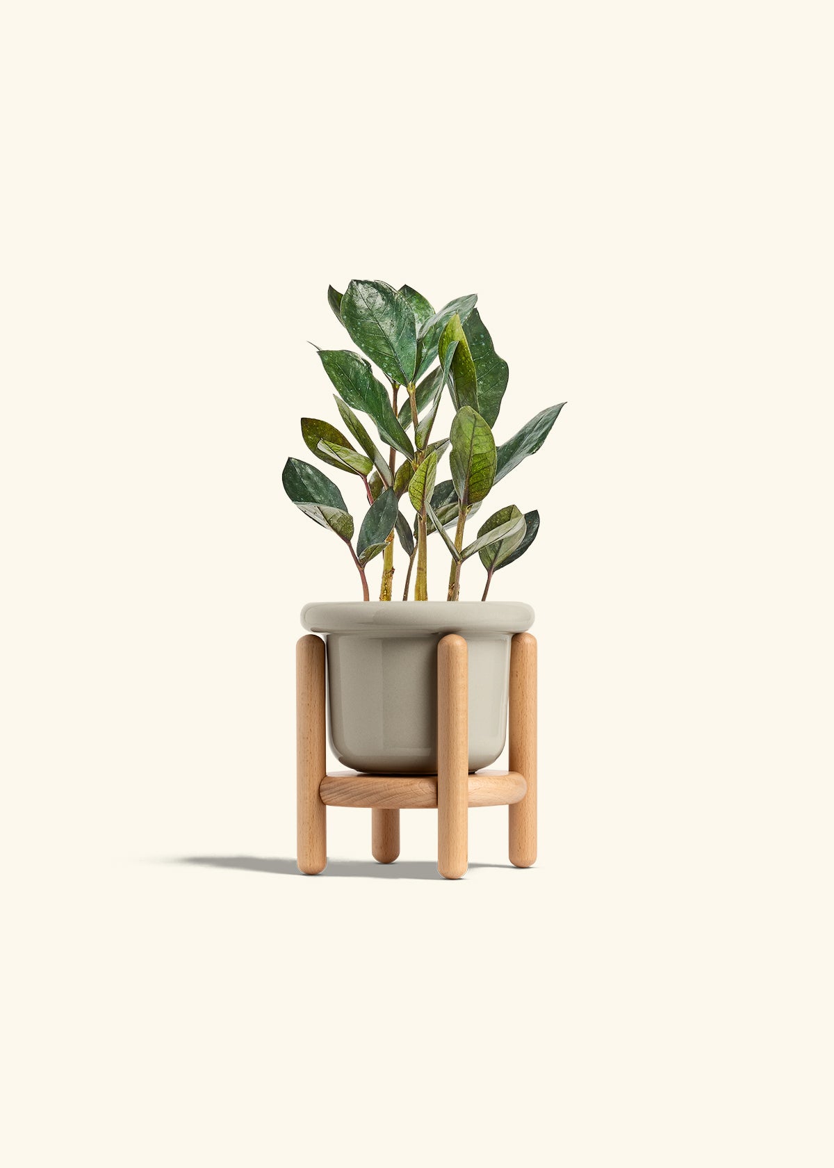 Black ZZ Plant in a 4 inches Fat Lip Red Planter in a Beech Wood Stand