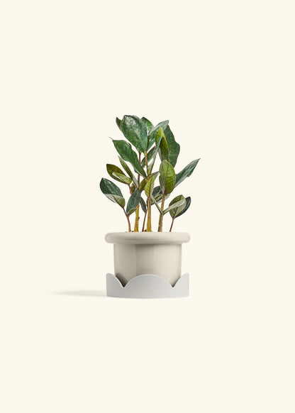 Black ZZ Plant in a 4 inches Fat Lip Red Planter in a Oat Petal Drip Tray