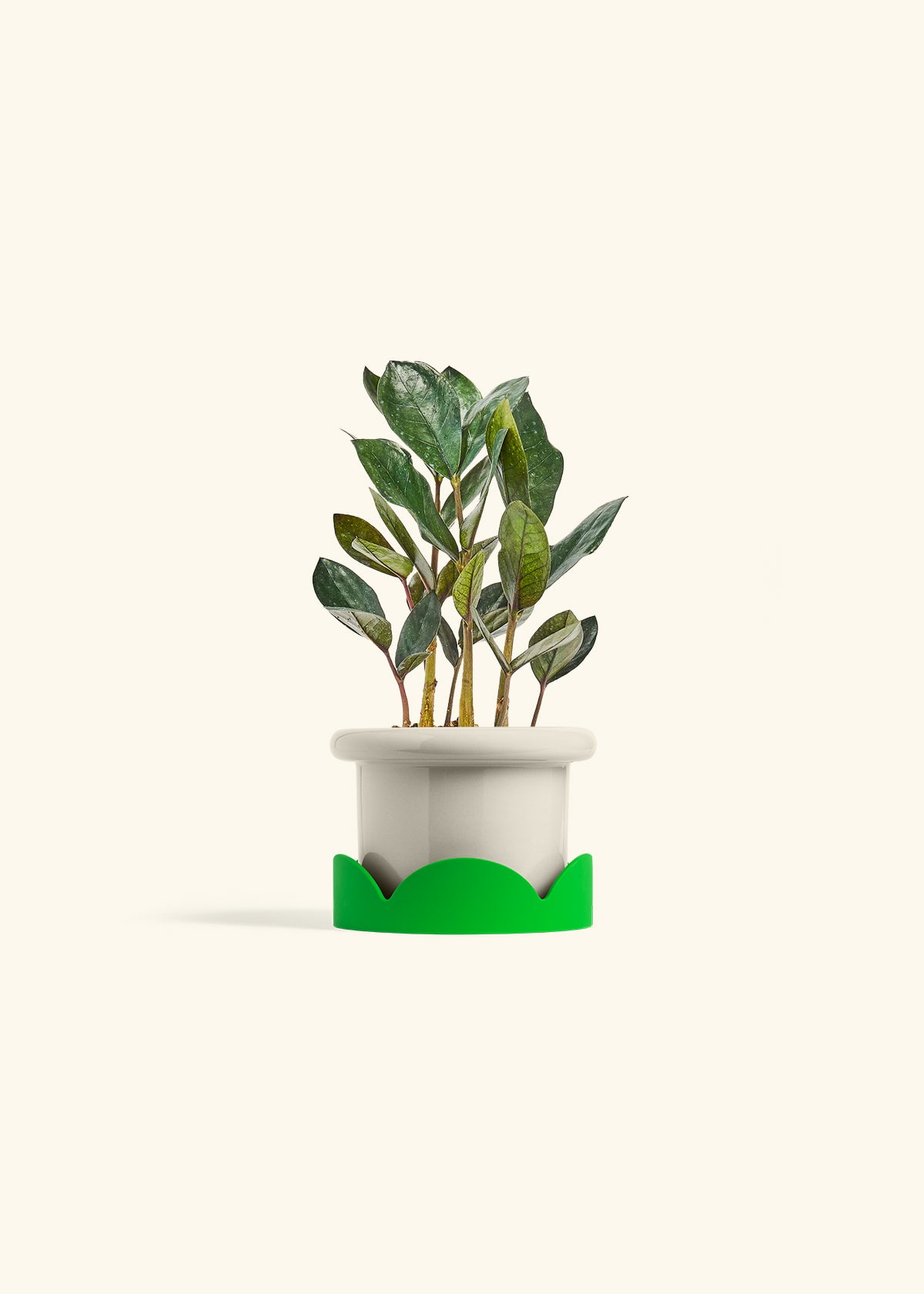 Black ZZ Plant in a 4 inches Fat Lip Red Planter in a Shamrock Petal Drip Tray