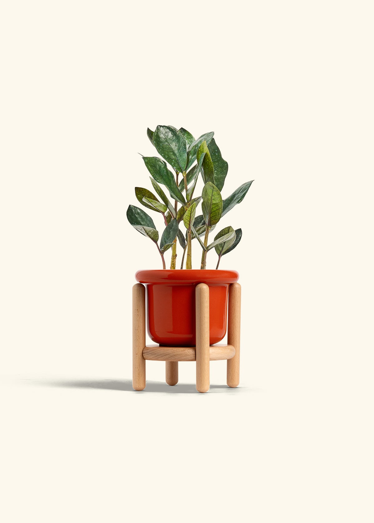 Black ZZ Plant in a 4 inches Fat Lip Oat Planter in a Beech Wood Stand