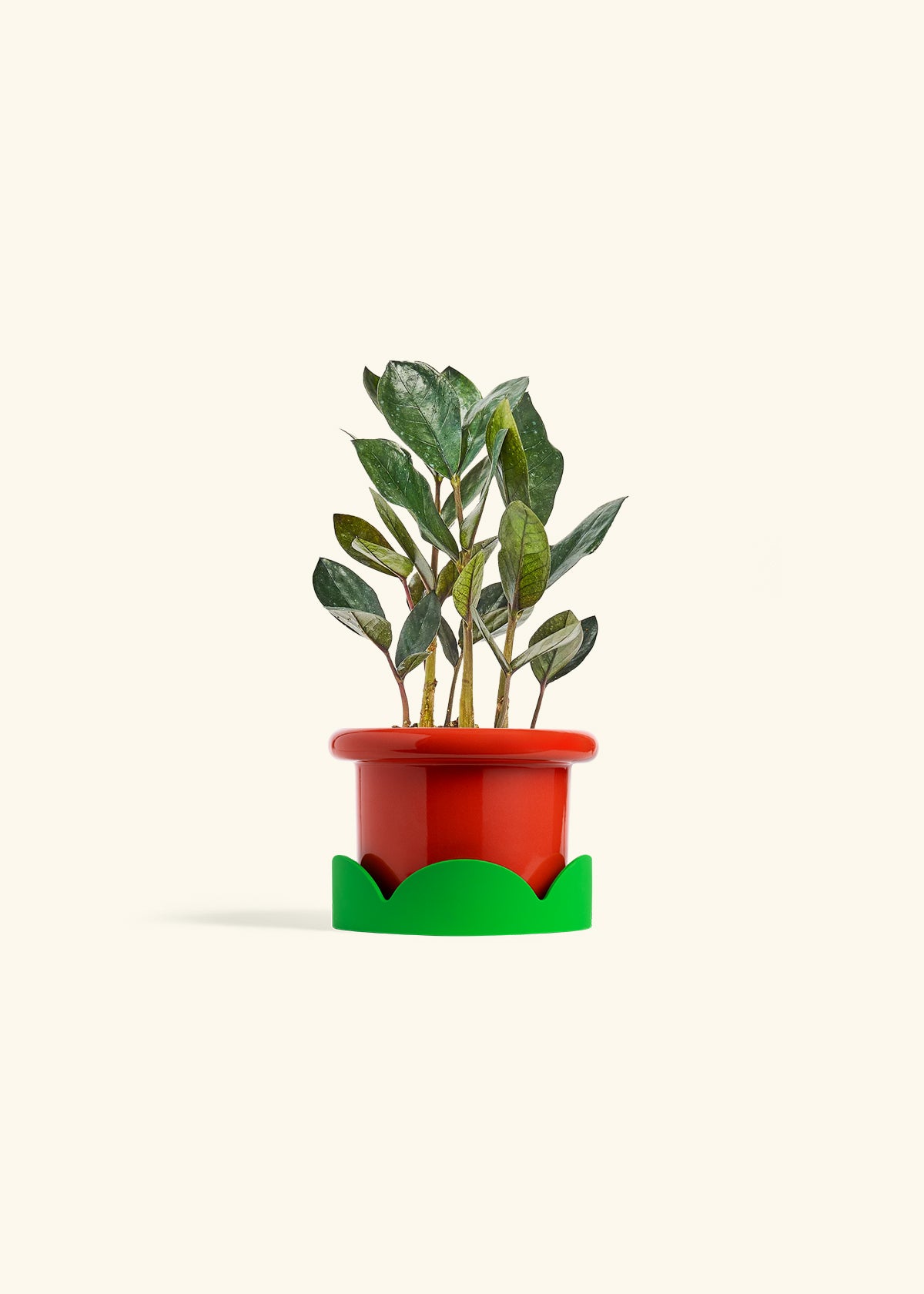 Black ZZ Plant in a 4 inches Fat Lip Oat Planter in a Shamrock Petal Drip Tray