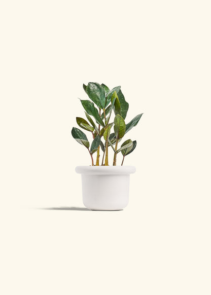 Black ZZ Plant in a 4 inches Fat Lip White Planter 