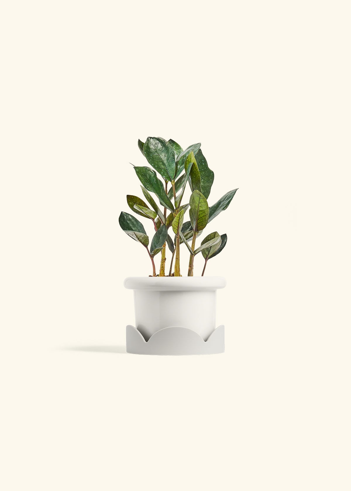 Black ZZ Plant in a 4 inches Fat Lip White Planter in a Oat Petal Drip Tray