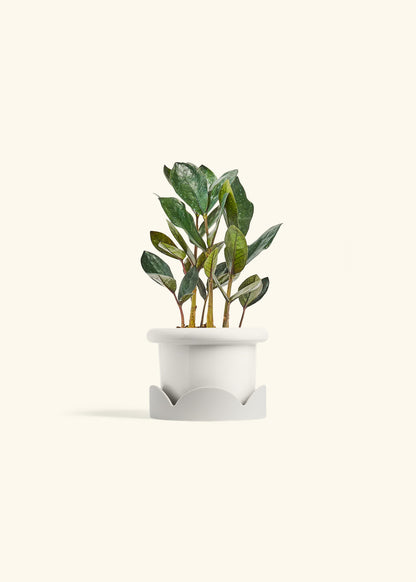 Black ZZ Plant in a 4 inches Fat Lip White Planter in a Oat Petal Drip Tray
