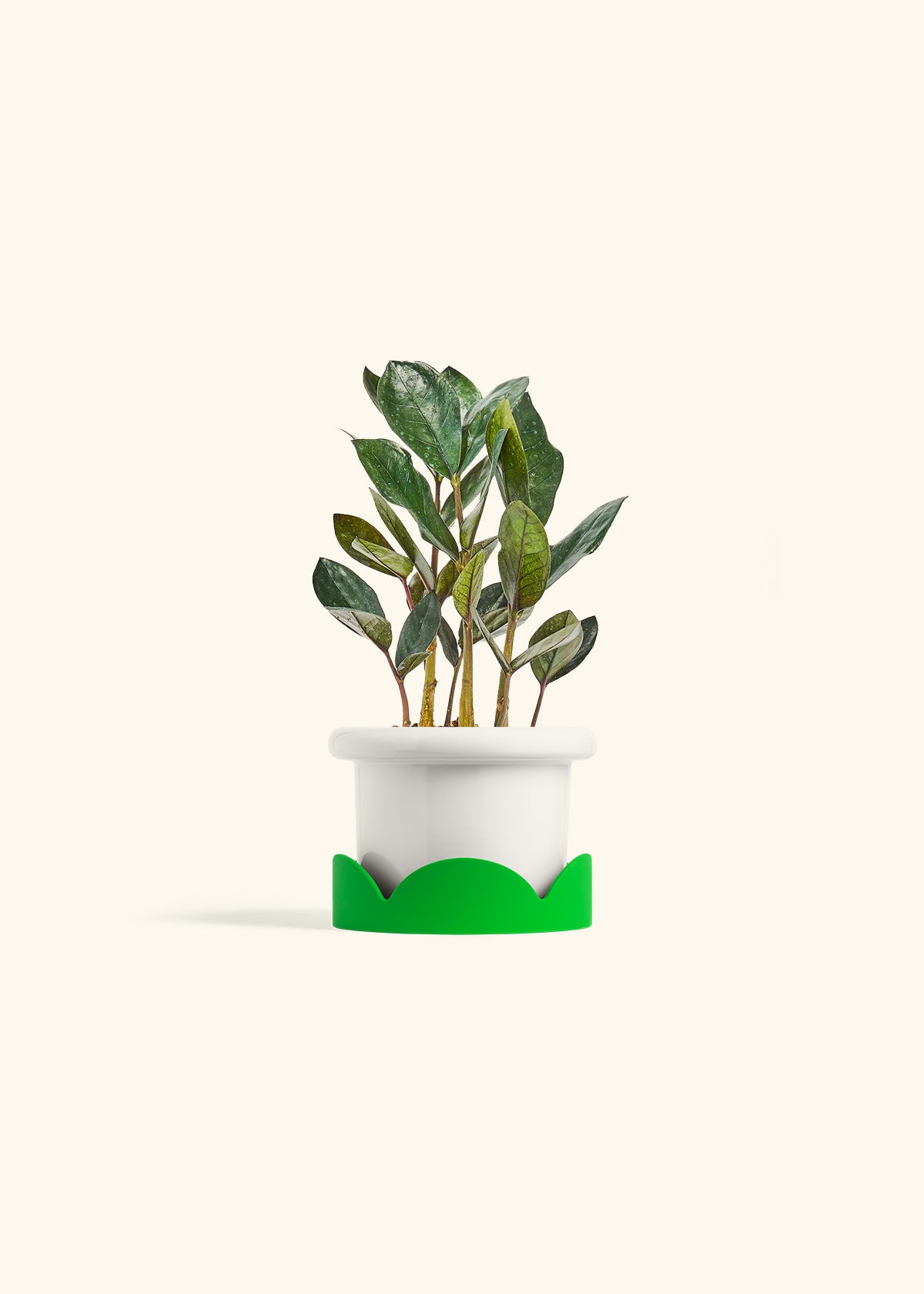 Fat Lip Planter Tray Combo, Polar White