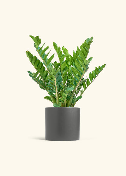 ZZ Plant in a 10 inches Charcoal Classic Cylinder Planter 