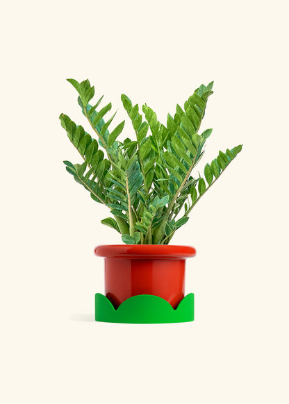 ZZ Plant in a 10 inches Fat Lip Red Planter in a Shamrock Petal Drip Tray